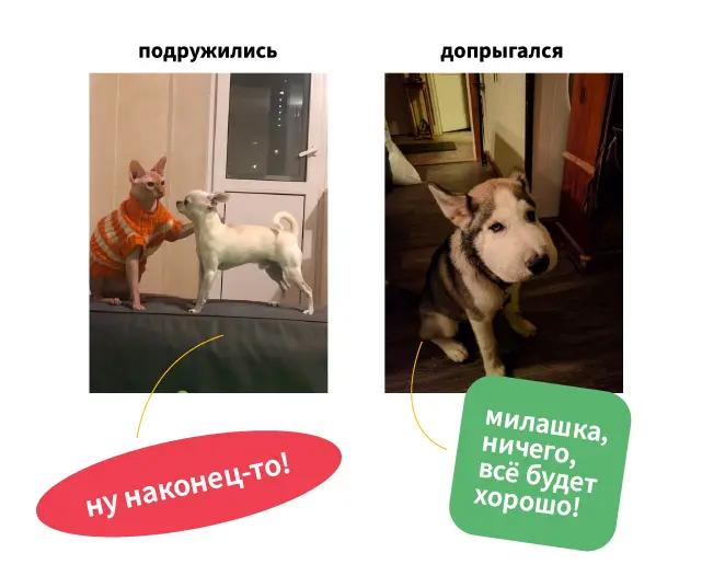 Три идеи для рекламной кампании — три разных характера на выбор: семейный, смешной и мимишный. Брендинговое агентство «Андва»