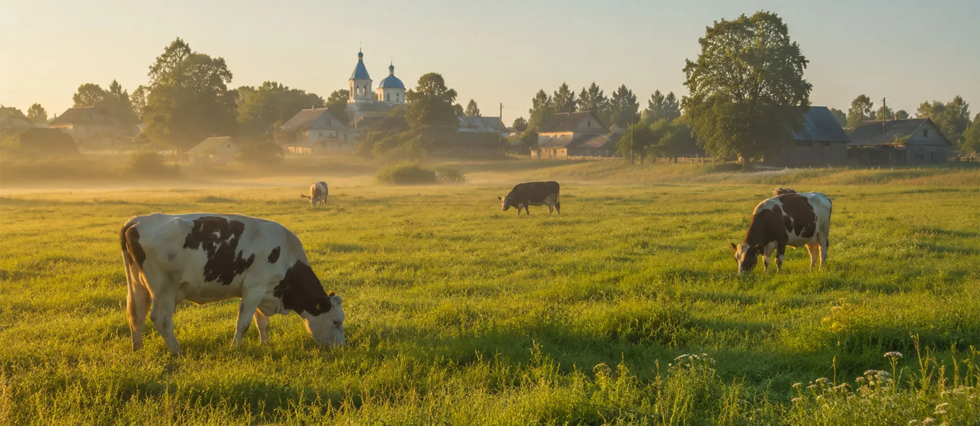 Дизайн упаковки линейки молочных продуктов «Варнийское молоко» — результат проекта. Брендинговое агентство «Андва»